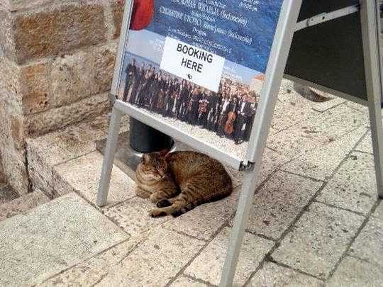 cat travel