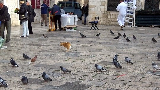cat travel