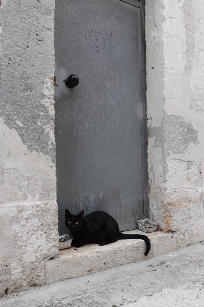 black cat in front of a grey door in Cozze Puglia