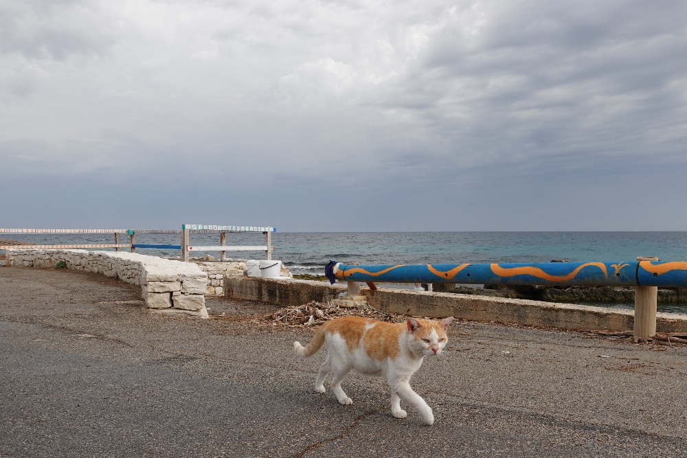 Cozze cat