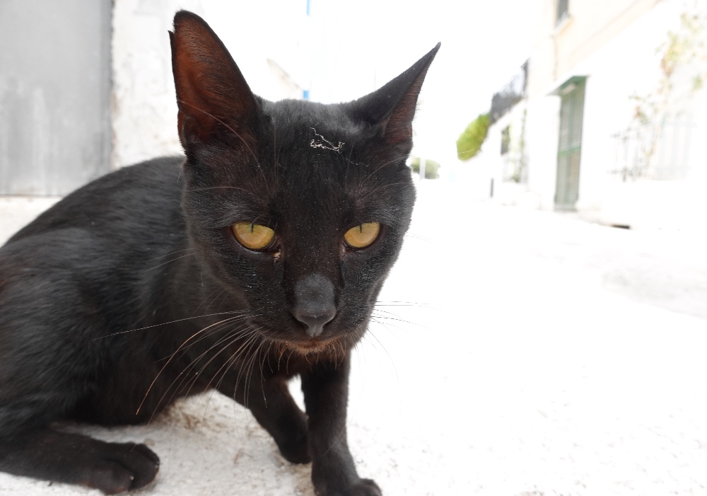 black cat in Cozze Puglia