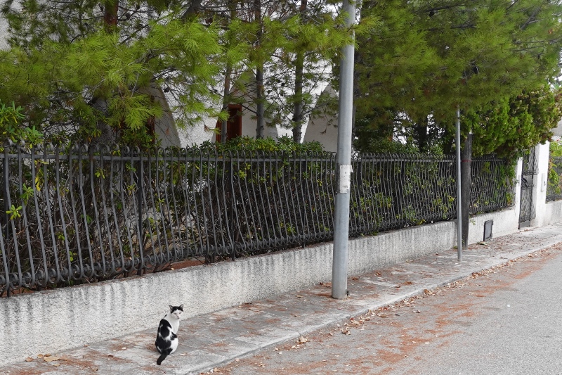 cat in the street of Cozze Puglia