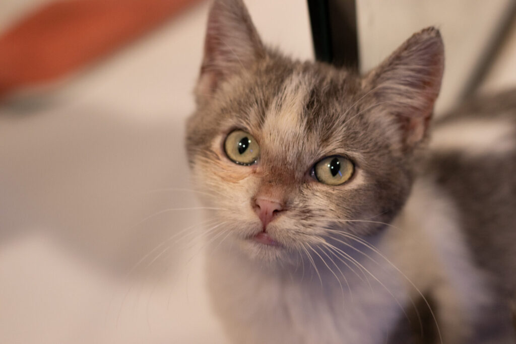 Elevated Communities Cat Cafe