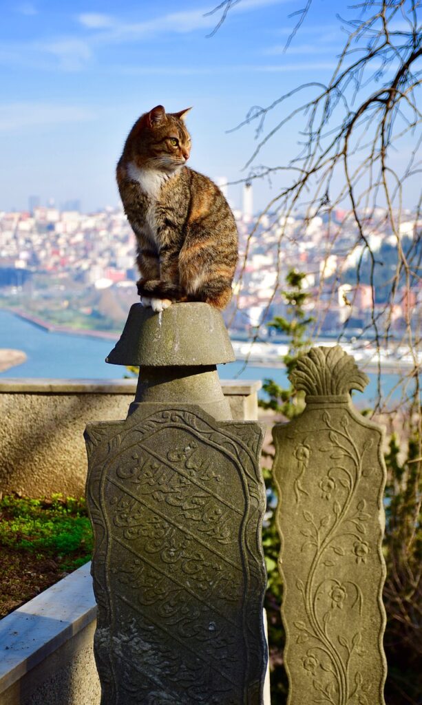 Cat enjoying the view over Istanbul at the Golden Horn Park