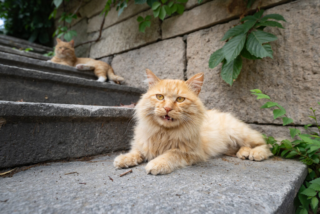 ginger vampire cats