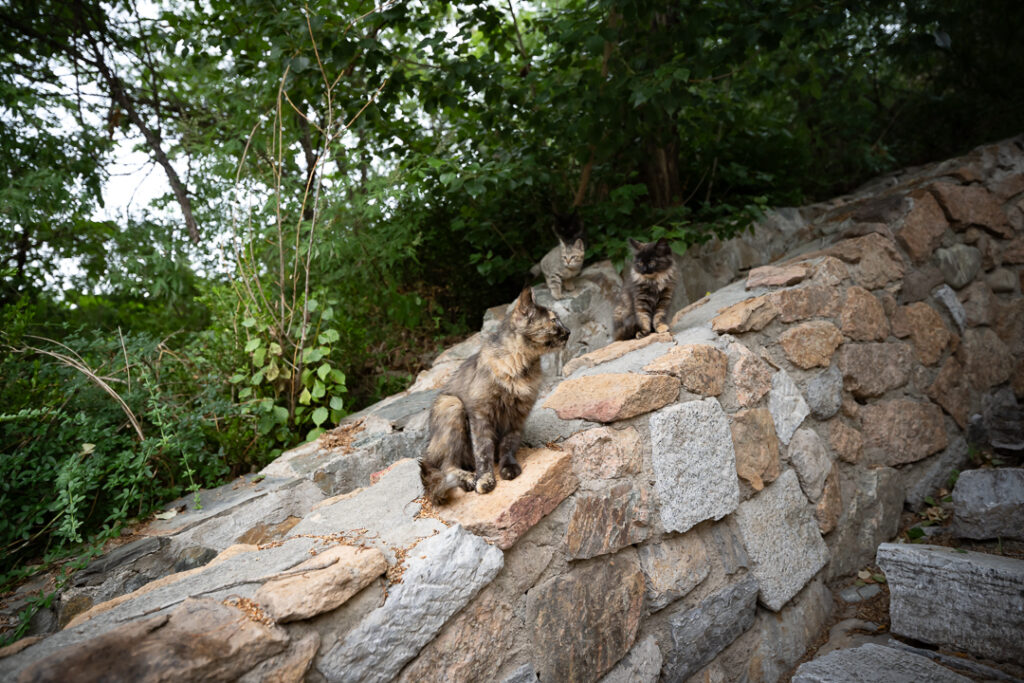Cats in Gubei Water Town Beijing
