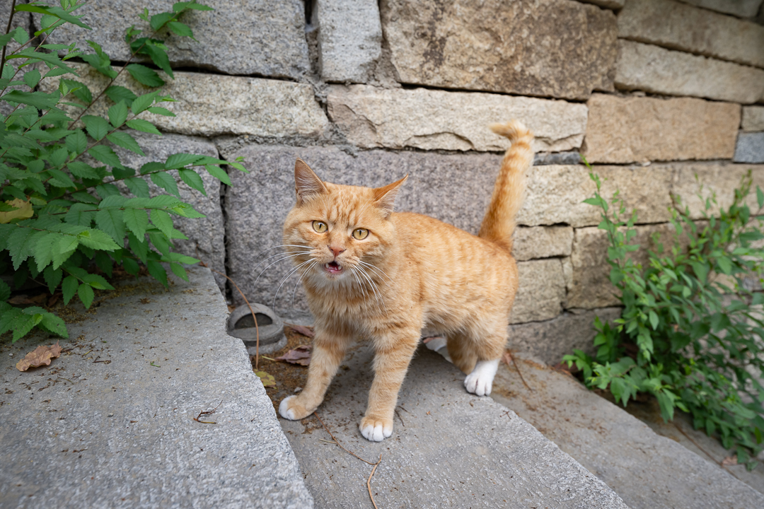 a ginger cat in Gubei Water Town