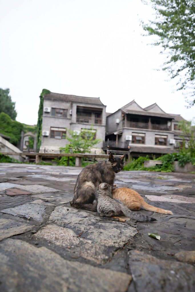 Cats in Gubeikou Water Town