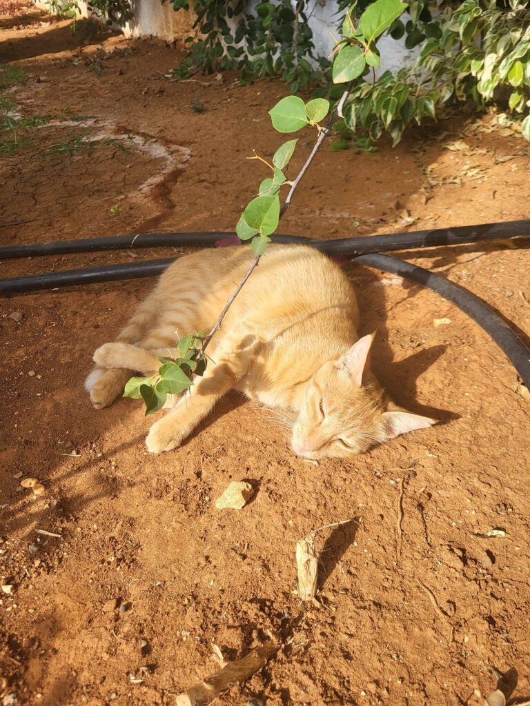 Hersonissos cats