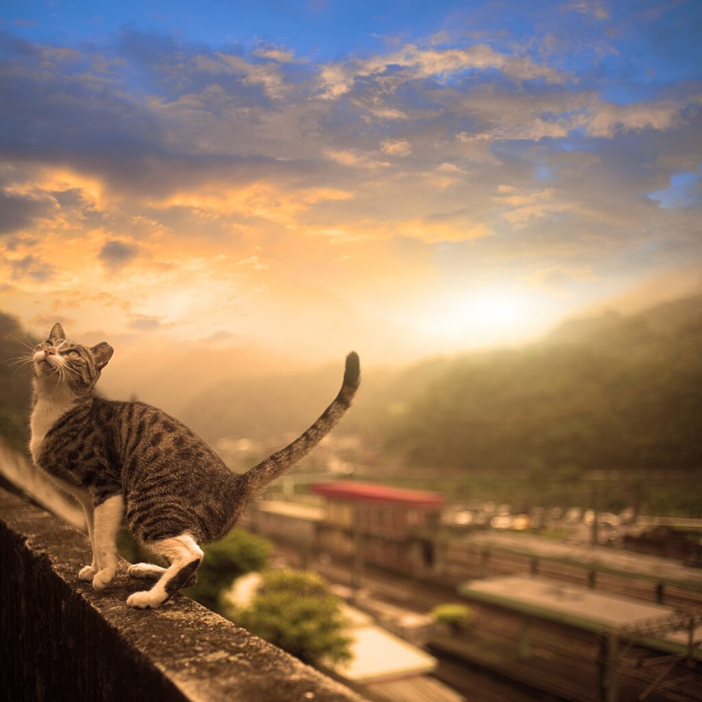 Houtong Cat Village Taiwan