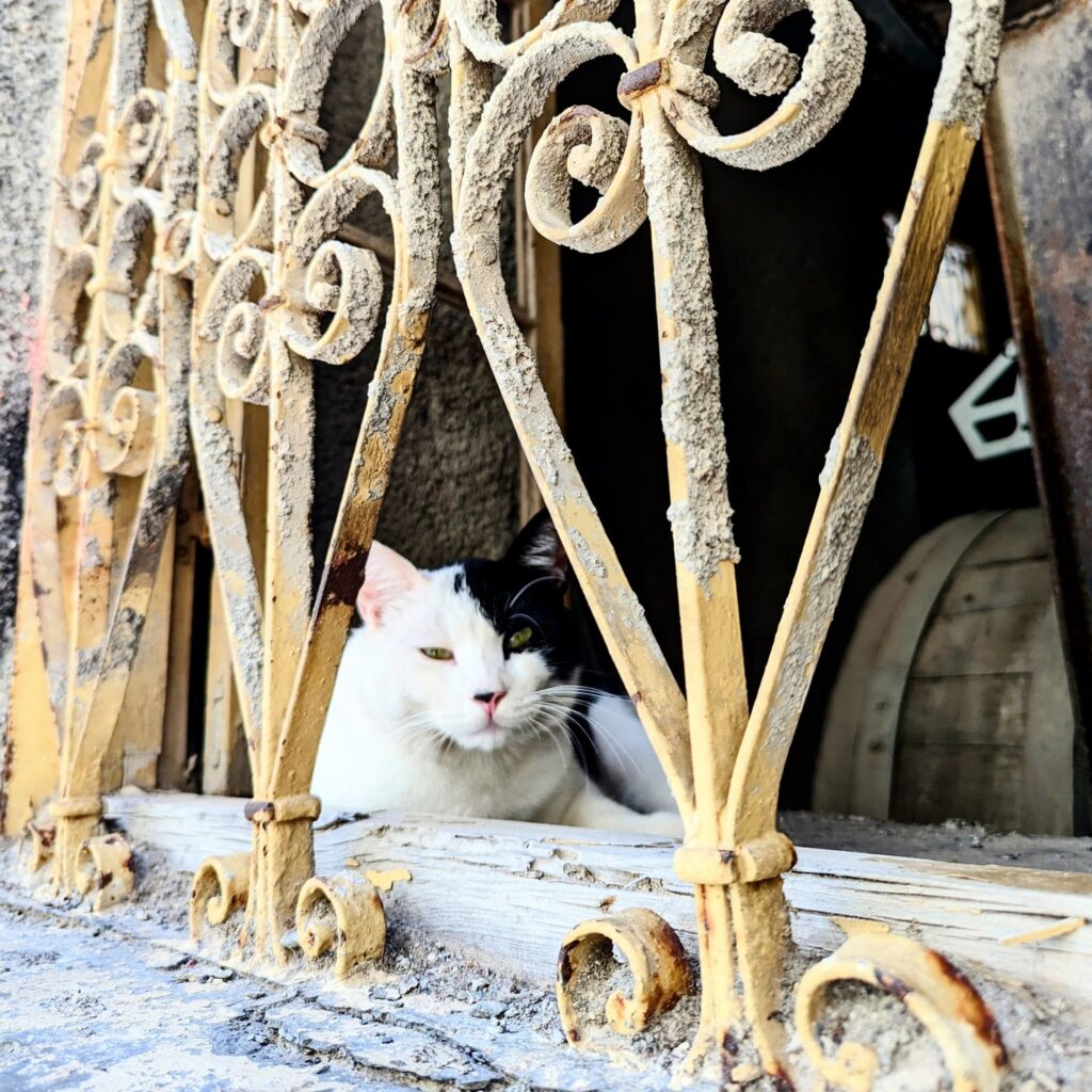 Kalamata cats