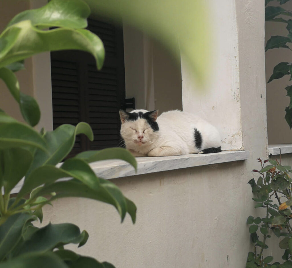 Kassiopi Corfu cats