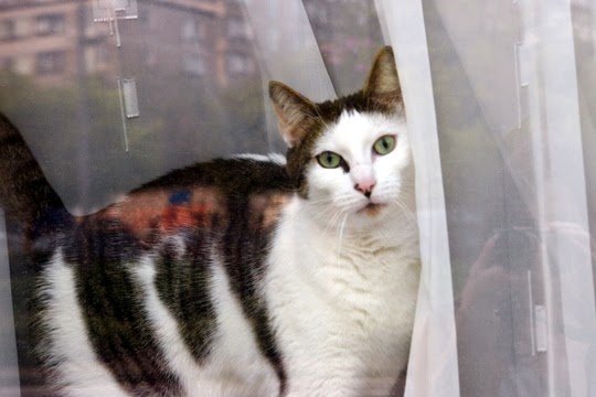 katten foto's