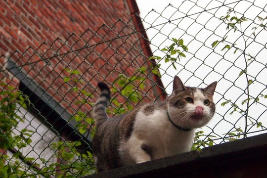 katten foto's
