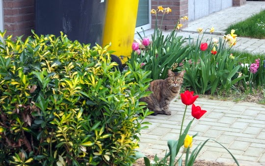 katten foto's