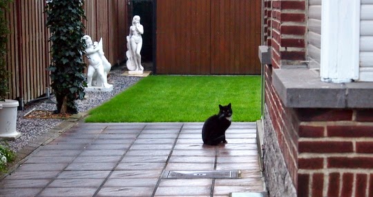 katten foto's