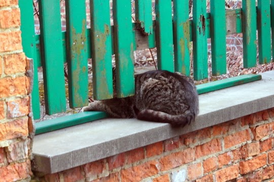 katten foto's