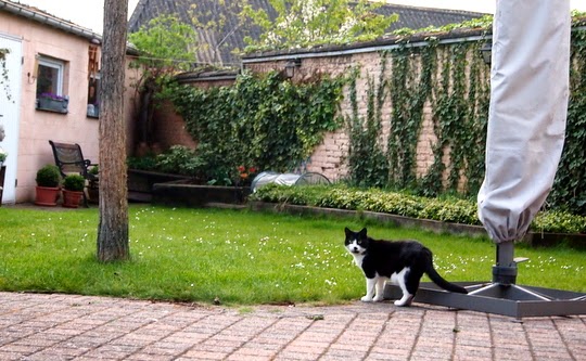 katten foto's