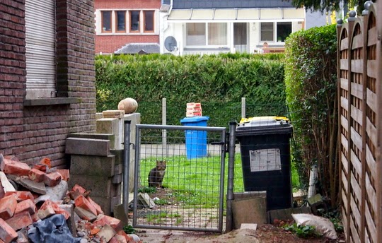 katten foto's