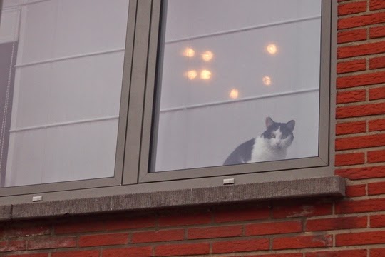 katten foto's
