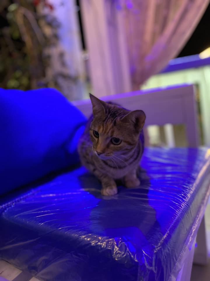 Koutoulafari Crete cats