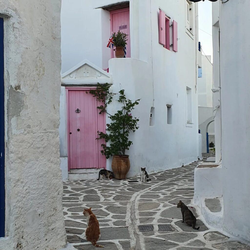 Lefkes cats