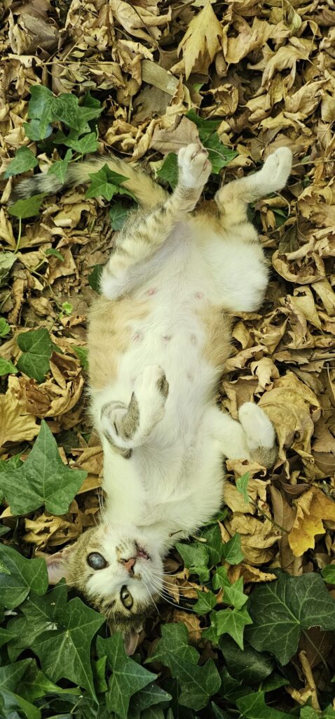 Lesvos cats