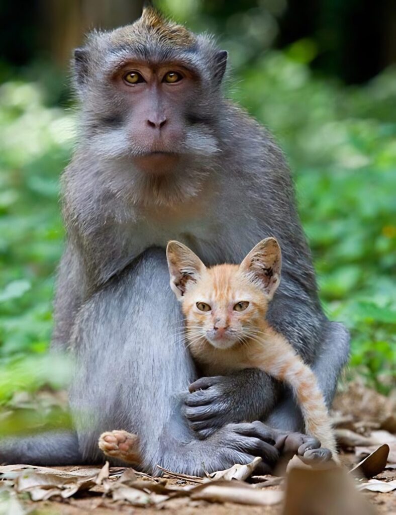 Monkey Forest Park
