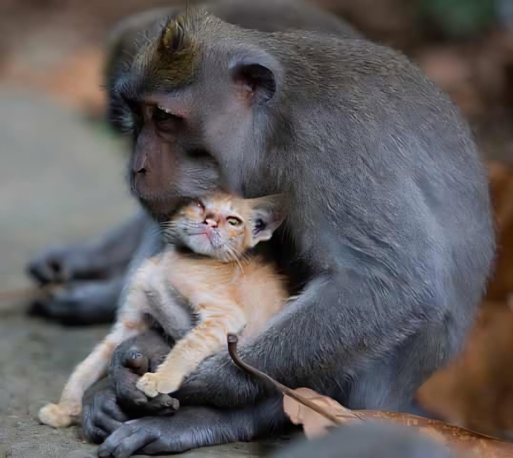 Monkey Forest Ubud