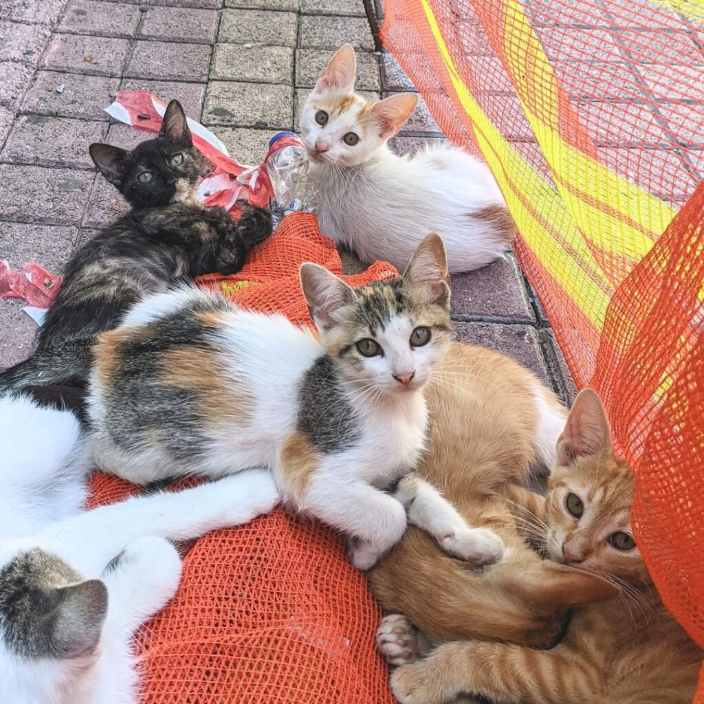 Patras Greece kittens