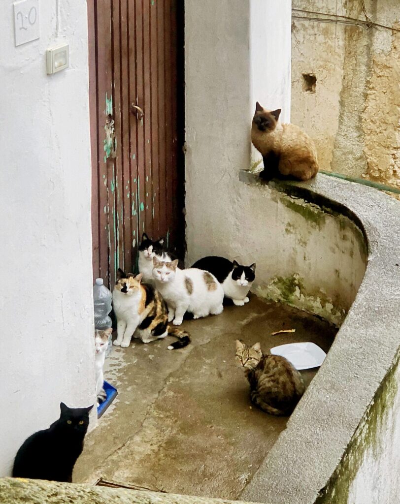 Positano animal sanctuary