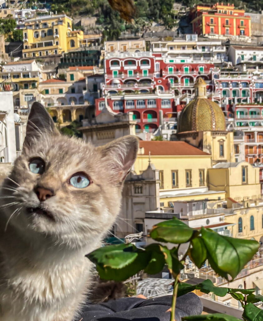 Positano cat