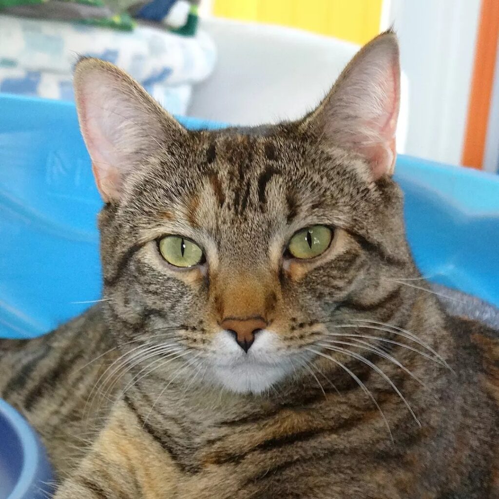 Purr & Pour Cat Cafe in Georgetown