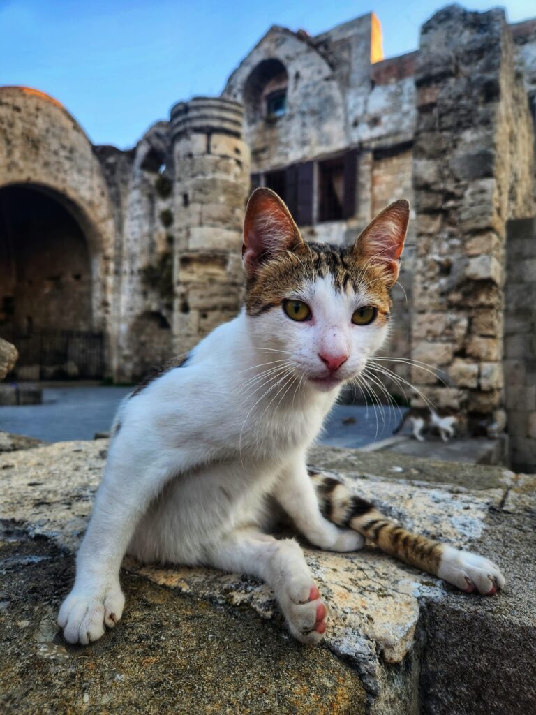 Rhodes cats