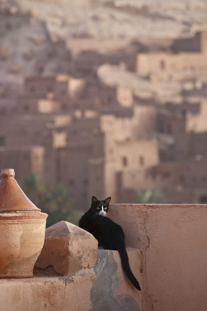 black cat in fortified town of Aït ben Haddou in Morocco