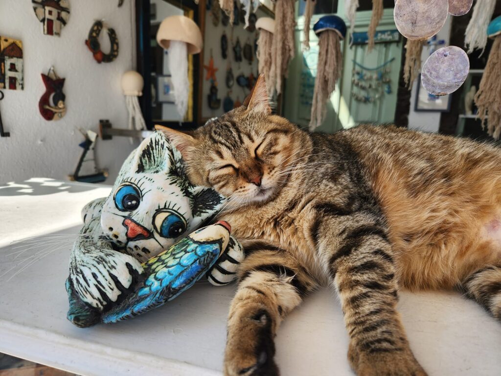 Santorini shop cats