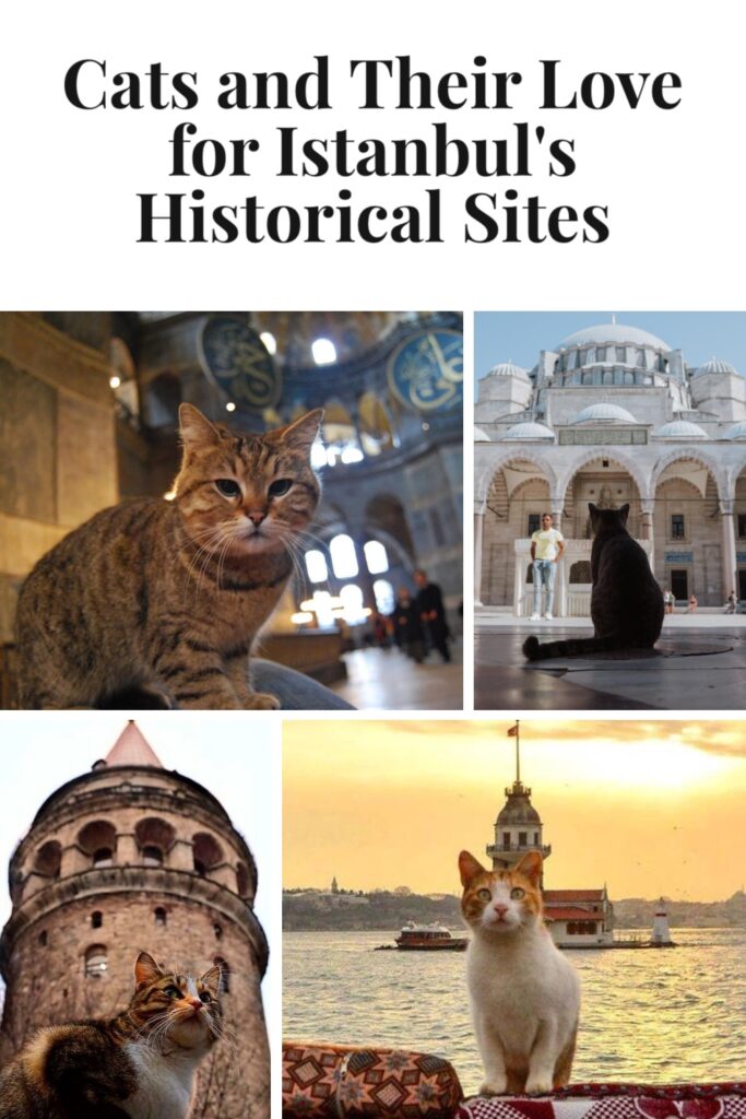 Turkish cats Istanbul Turkey