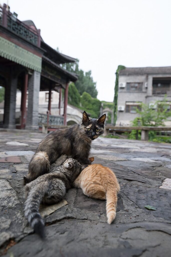 Cats in Water Town