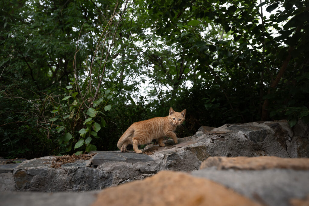 Water Town cat