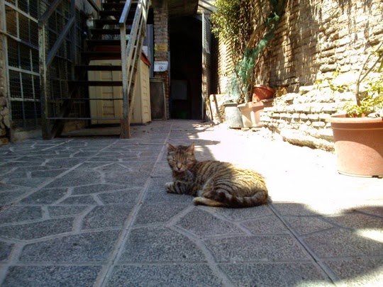 Cat Sanctuary Torre Argentina