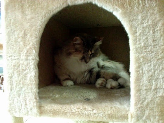 Cat shelter in Rome