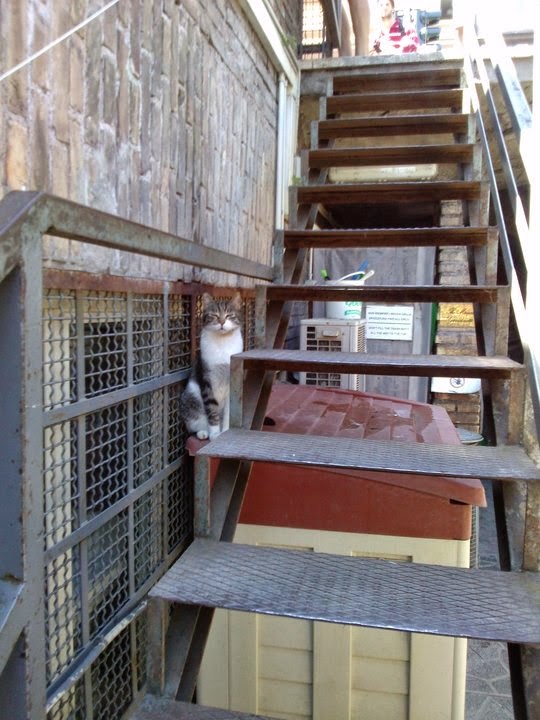 Cat of Torre Argentina