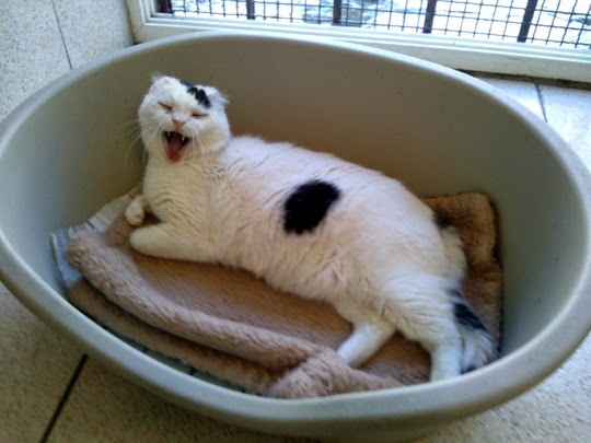 Cat Shelter Rome