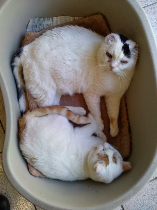 Cats of Torre Argentina