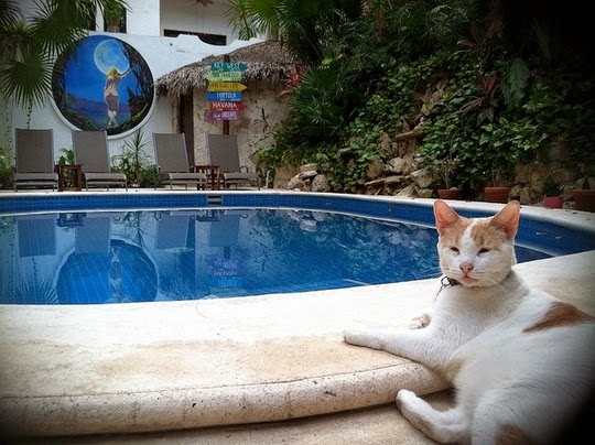 Oso hotel Luna Blue Playa del Carmen