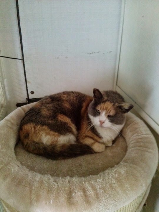 Torre Argentina Cat Sanctuary Rome Italy