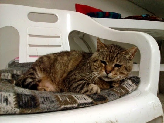 Torre Argentina Cat Shelter