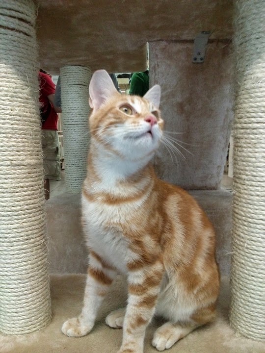 Torre Argentina Rome cat