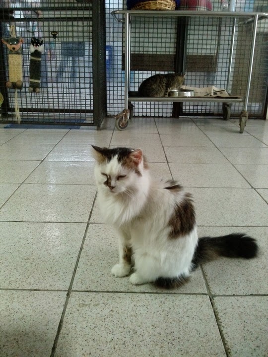 Torre Argentina cat