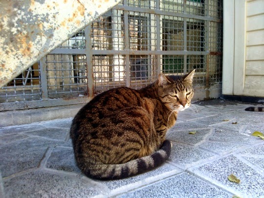 Torre Argentina cats